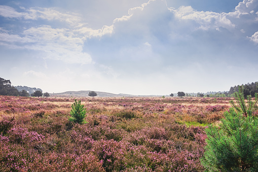 Beautiful view over a heathland in the Netherlands.