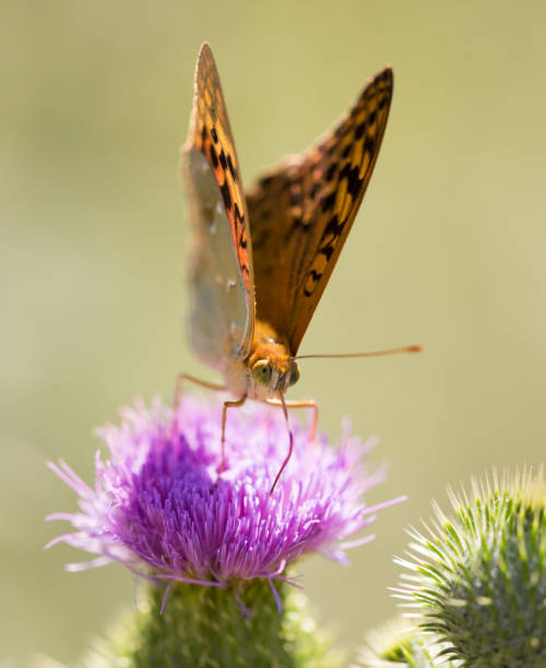 istock Beautiful butterfly in the wild on a plant 925380184
