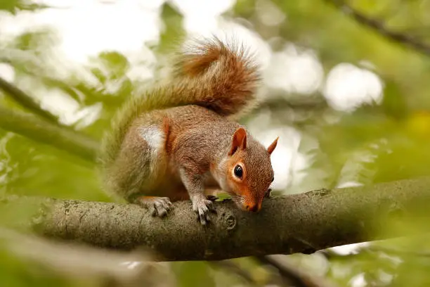 Photo of Animal squirrel tree climbing tail wildlife park garden nature cute