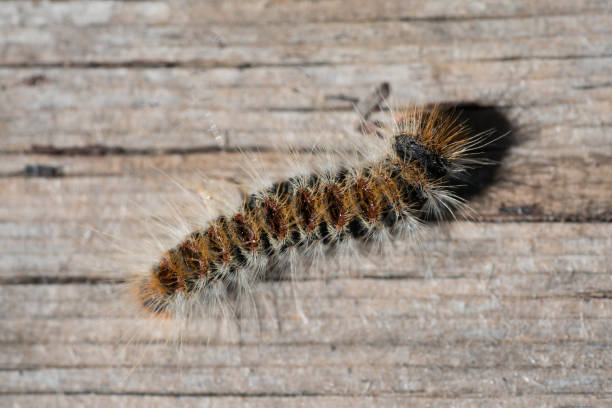 istock Thaumetopoea pityocampa 925381620