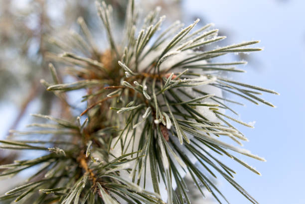 istock Snow on the Christmas tree in winter 925381960