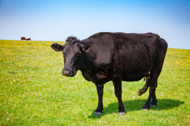 istock Cattle at a pasture in rural Southern England UK 925382036