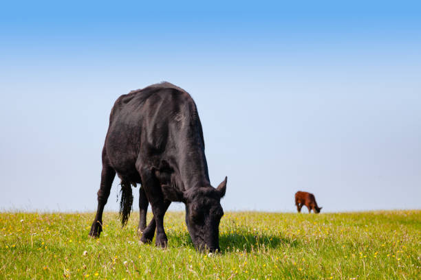 istock Cattle at a pasture in rural Southern England UK 925382056