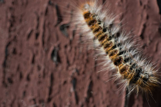 Thaumetopoea pityocampa on the wood