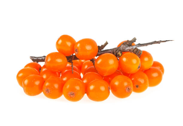 istock Sea buckthorn berries branch on a white background 925384666
