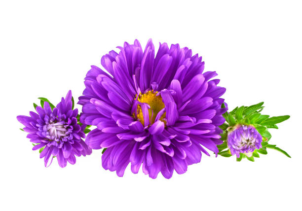 istock Beautiful flowers, violet aster isolated on a white background 925384906