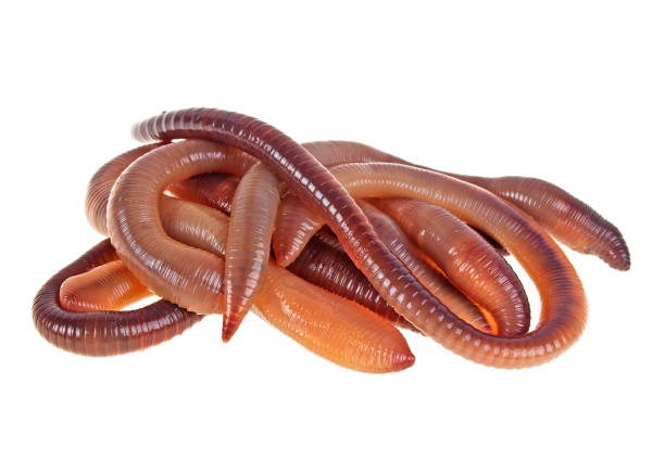 istock Animal earth worms isolated on white background 925384984