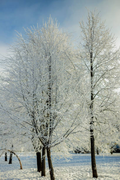 istock Snow-covered trees, winter Park.A Sunny winter landscape 925385528