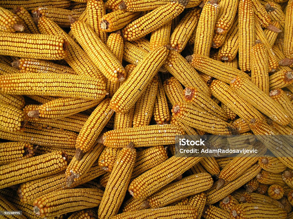 Maïs - Photo de Agriculture libre de droits