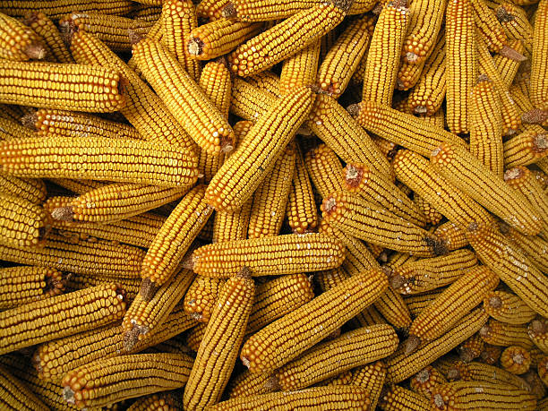 Corn Garner 80+ John Garner Photos Stock Photos, Pictures & Royalty-Free Images ...