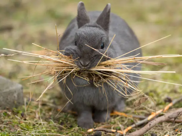 A female rabbit collecting material (grass) to build a nest