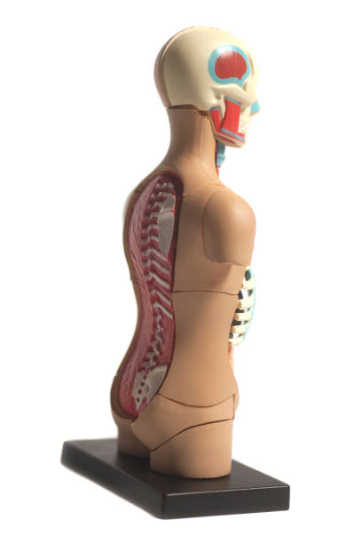 istock Human Body Anatomy Model 925392226