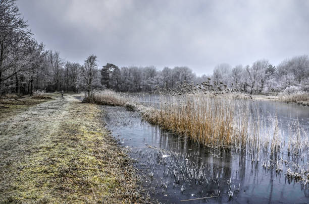 un día de invierno en el lago - frozen cold lake reed fotografías e imágenes de stock