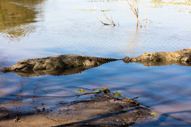 istock Sacred crocodile, Burkina Faso 925392980