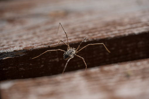 European garden spider in a net