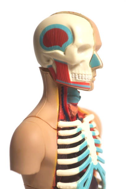 istock Human Body Anatomy Model 925396606