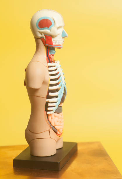 istock Human Body Anatomy Model 925398008