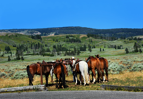 Group of horses await their passengers at the trail head.  Tour guide holds horses ready for horseback riding in Yellowstone