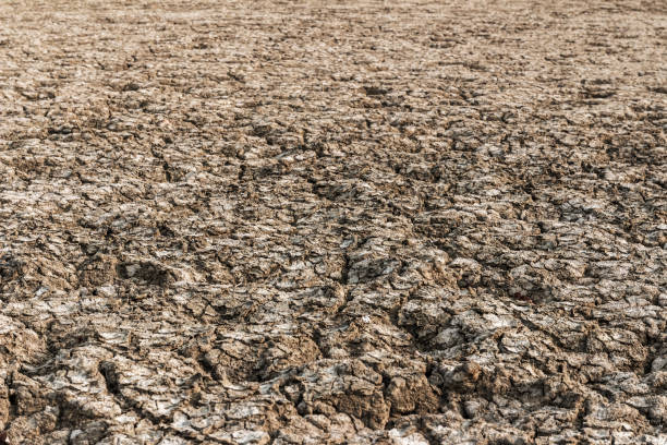Texture, clay soil, dehydrated soil is not fertile, cracking, not suitable for cultivation.