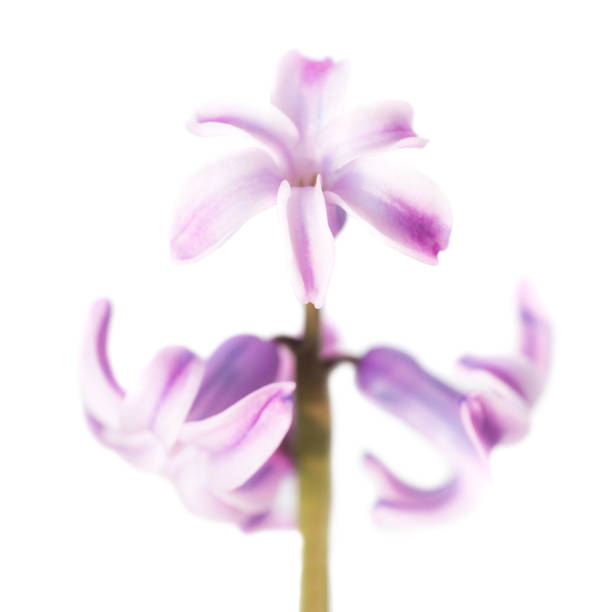 istock Spring flower purple hyacinth 925404822