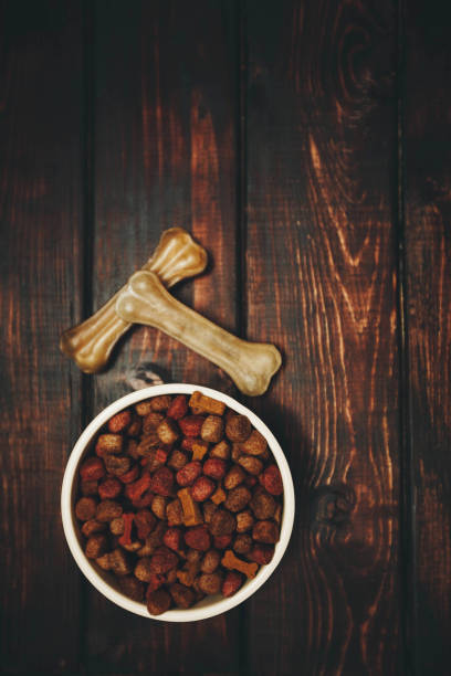 istock Pet care concept on dark wooden background 925407394