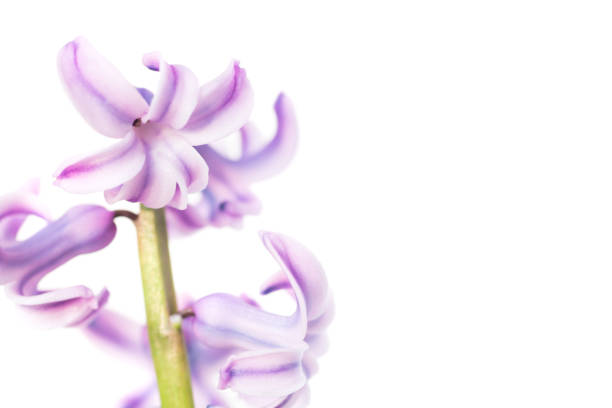 istock Spring flower purple hyacinth 925407404