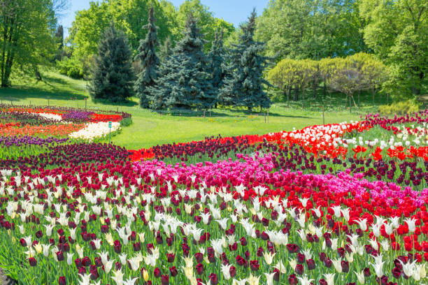 istock Field of tulips in the park 925407616