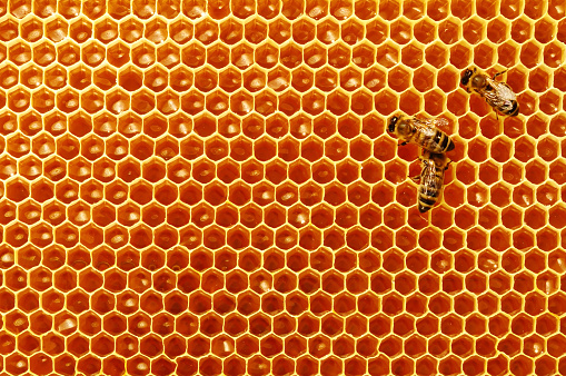 Bee honeycombs with honey and bees. Apiculture