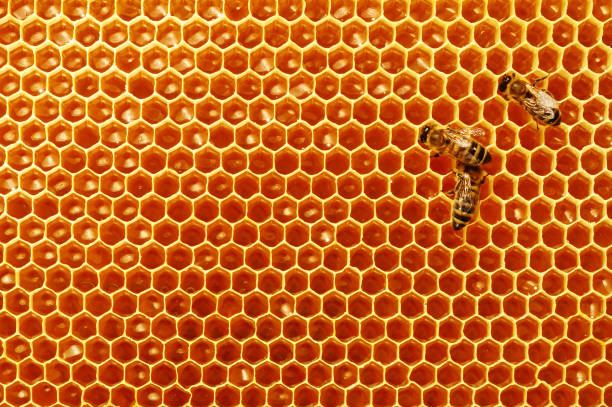 Bee honeycombs with honey and bees. Apiculture. Bee honeycombs with honey and bees. Apiculture beehive photos stock pictures, royalty-free photos & images