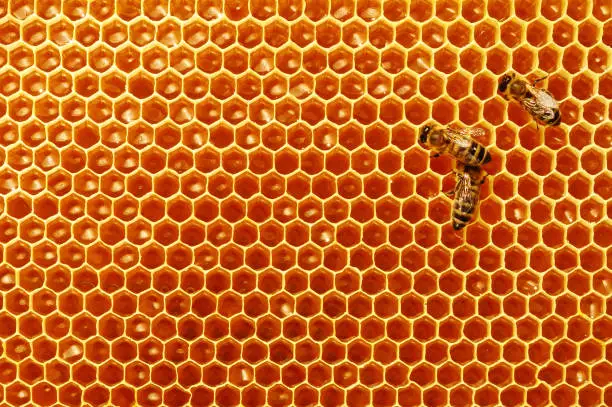 Photo of Bee honeycombs with honey and bees. Apiculture.