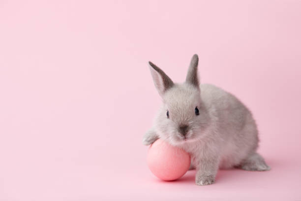 Easter bunny with egg on pink background Easter bunny rabbit with pink painted egg on pink background. Easter holiday concept. fluffy rabbit stock pictures, royalty-free photos & images