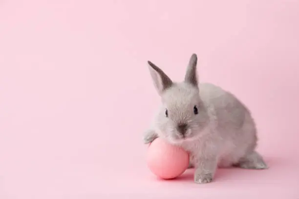 Photo of Easter bunny with egg on pink background