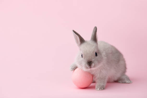 króliczek wielkanocny z jajkiem na różowym tle - rabbit hairy gray animal zdjęcia i obrazy z banku zdjęć