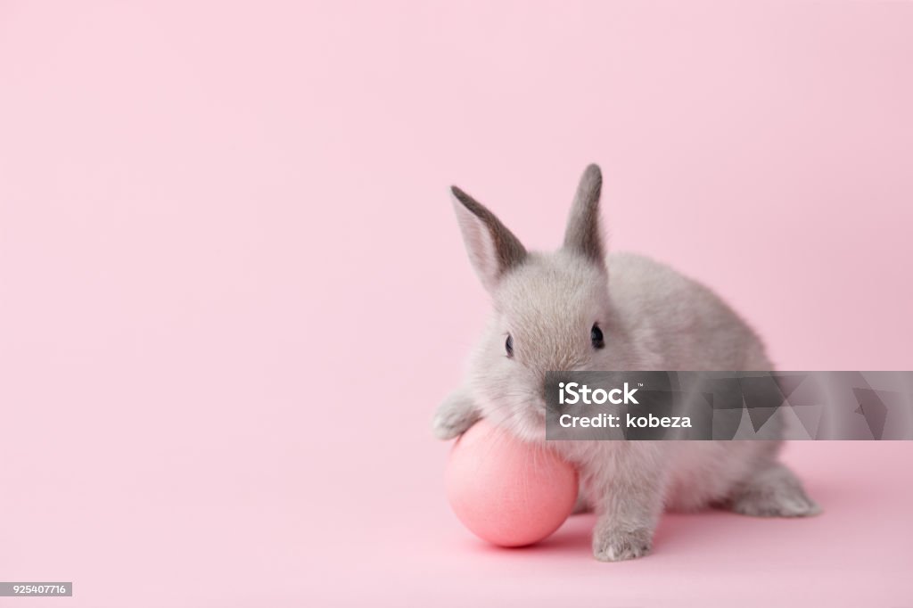 Coelhinho da Páscoa com ovo em fundo rosa - Foto de stock de Coelho - Animal royalty-free