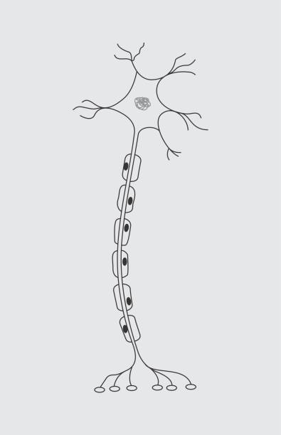 Illustration of a single neuron Illustration of a single neuron isolated on gray background medulla stock illustrations