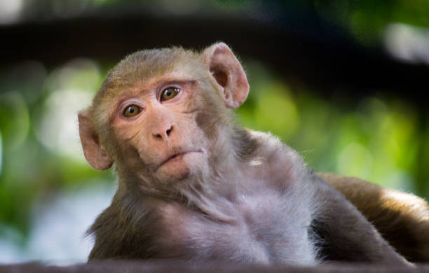 Monkey New Feb 2018 Monkeys are non-hominoid simians, generally possessing tails and consisting of about 260 known living species. Many monkey species are tree-dwelling, although there are species that live primarily on the ground, such as baboons. macaque stock pictures, royalty-free photos & images