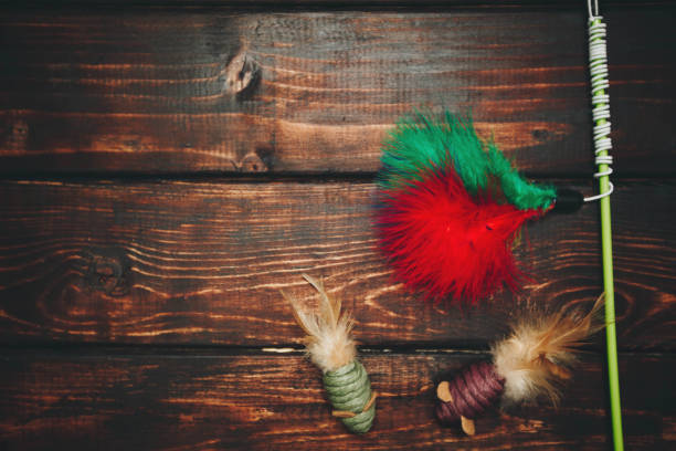 istock Pet care concept on dark wooden background 925412242