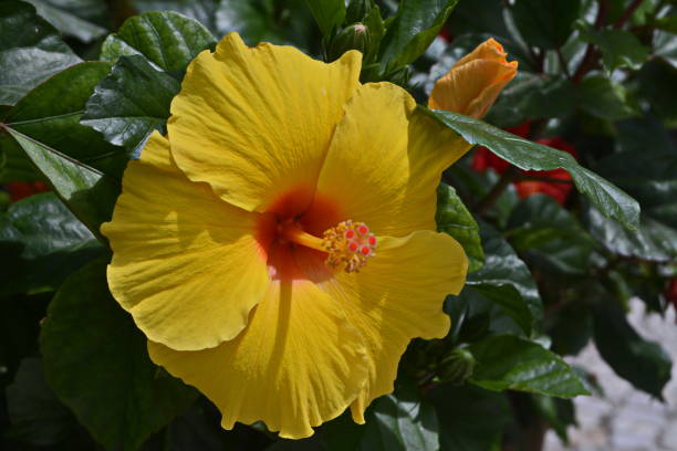 istock Beautiful hibiscus flower 925412882