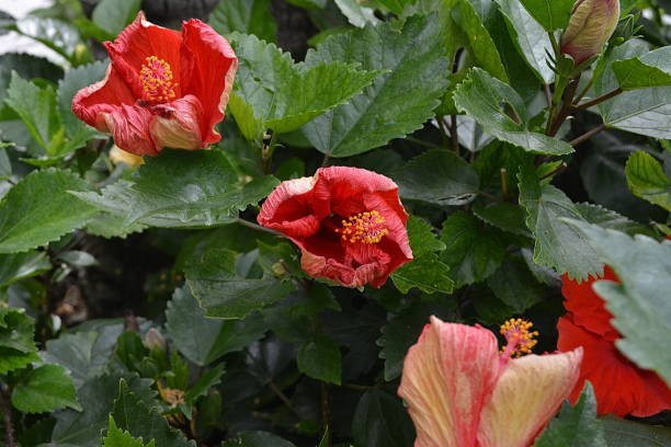 istock Beautiful hibiscus flower 925412890