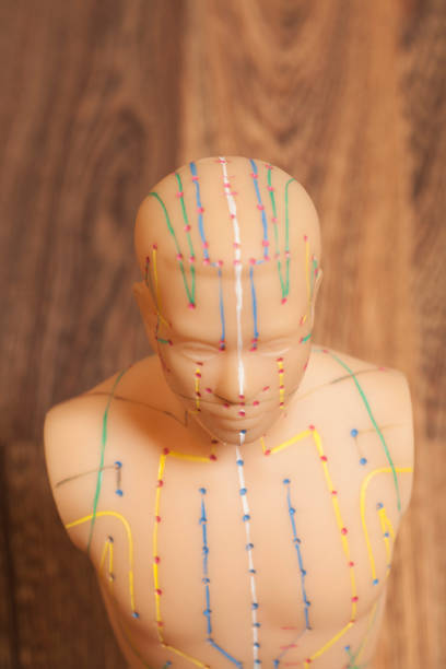 istock Medical acupuncture model of human torso 925413172