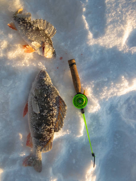 fresh raw fish fresh raw fish fishing nature lake winter fishing man ice fishing stock pictures, royalty-free photos & images