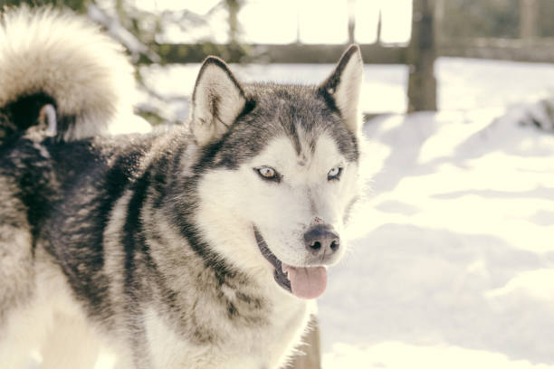 istock Wolf husky portrait in winter snow 925417102