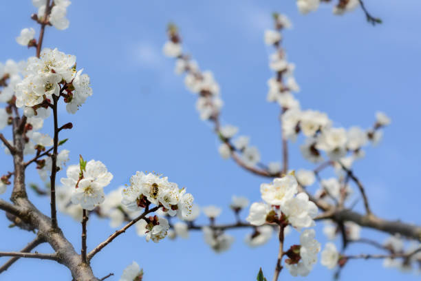 istock Bee collecting honey on a flowering tree in spring.Blue sky. Apiculture. 925417146