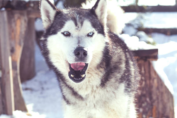 istock Wolf husky portrait in winter snow 925417292