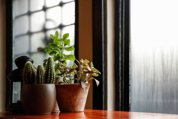 istock Flowers in a pot on a window sill at the window 925417414
