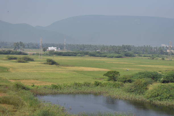 istock A small pond a side of green paddy farm looking awesome. 925417726