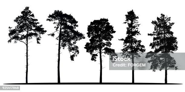 Jeu Des Silhouettes Vector Réaliste De Conifères Isolés Sur Fond Blanc Vecteurs libres de droits et plus d'images vectorielles de Arbre