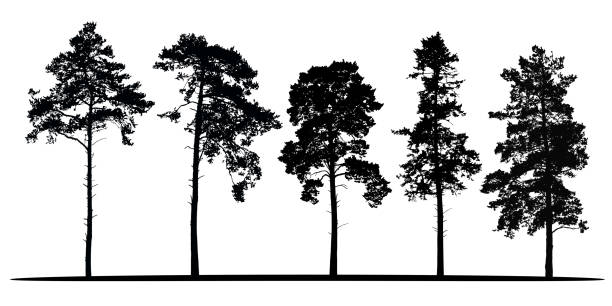 zestaw realistycznych wektorowych sylwetek drzew iglastych - wyizolowanych na białym tle - tree shade large growth stock illustrations