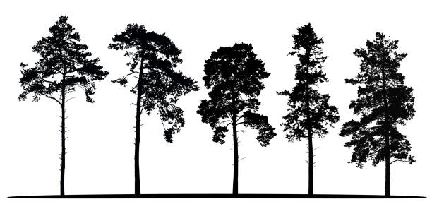 Set of realistic vector silhouettes of coniferous trees - isolated on white background Set of realistic vector silhouettes of coniferous trees - isolated on white background coniferous tree illustrations stock illustrations