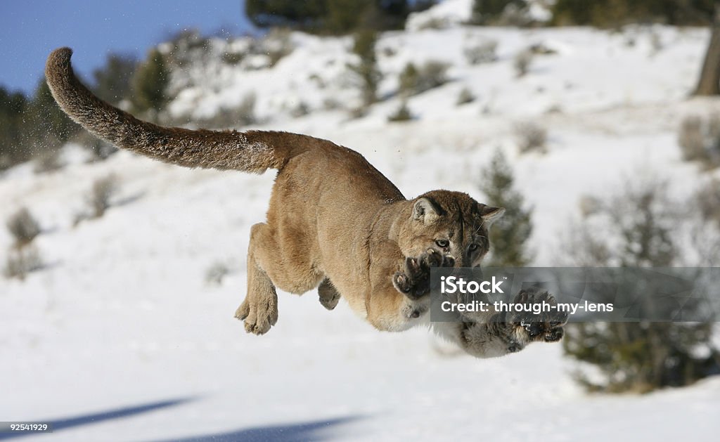 Mountain Lion Jumping  Mountain Lion Stock Photo
